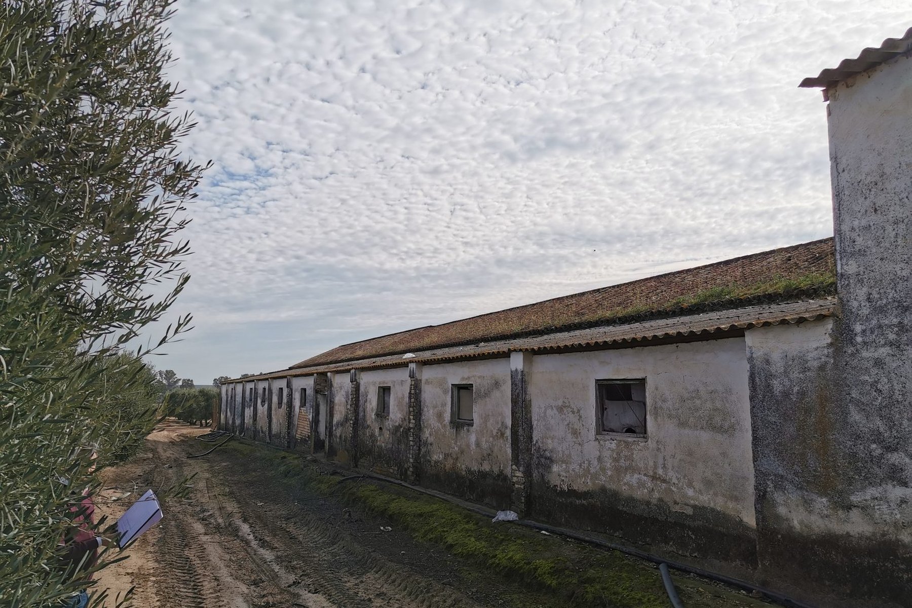 LEGALIDAD URBANÍSTICA Y REHABILITACIÓN DE CUBIERTAS EN CORTIJO · Cortijo del Río, Marchena (Sevilla) — nave de gallineros